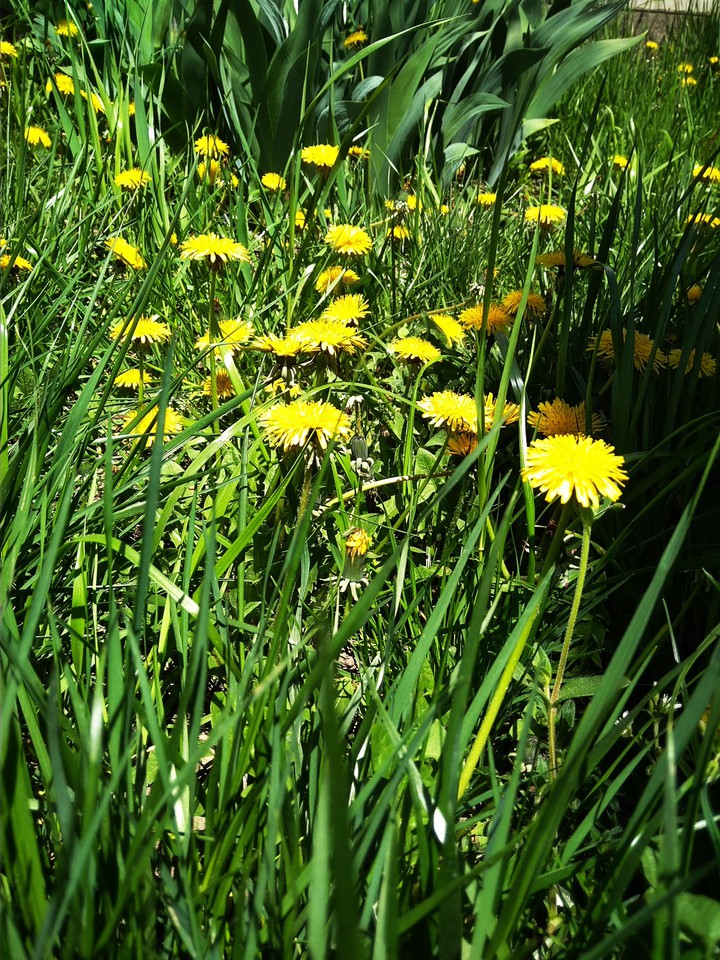 Dandelions