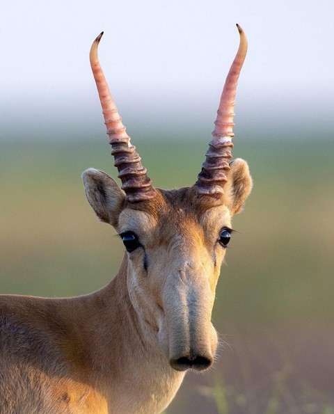 fondos de pantalla snout, waterbuck