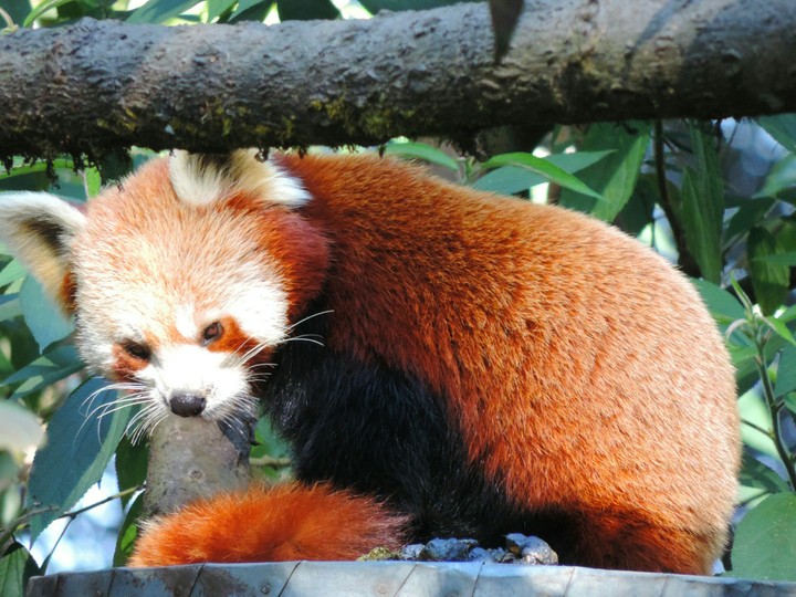 red panda