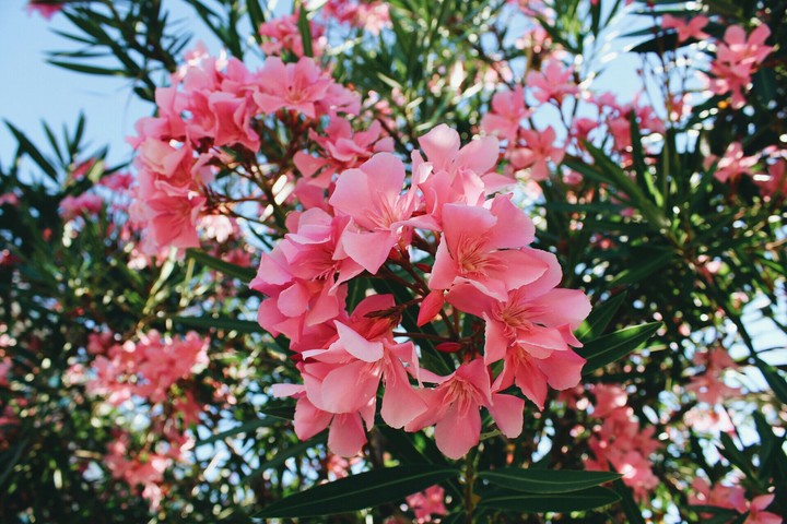 Pink Flower