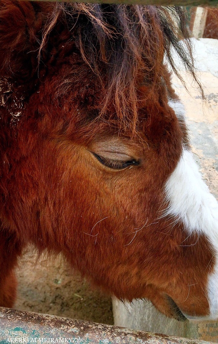 horse lover