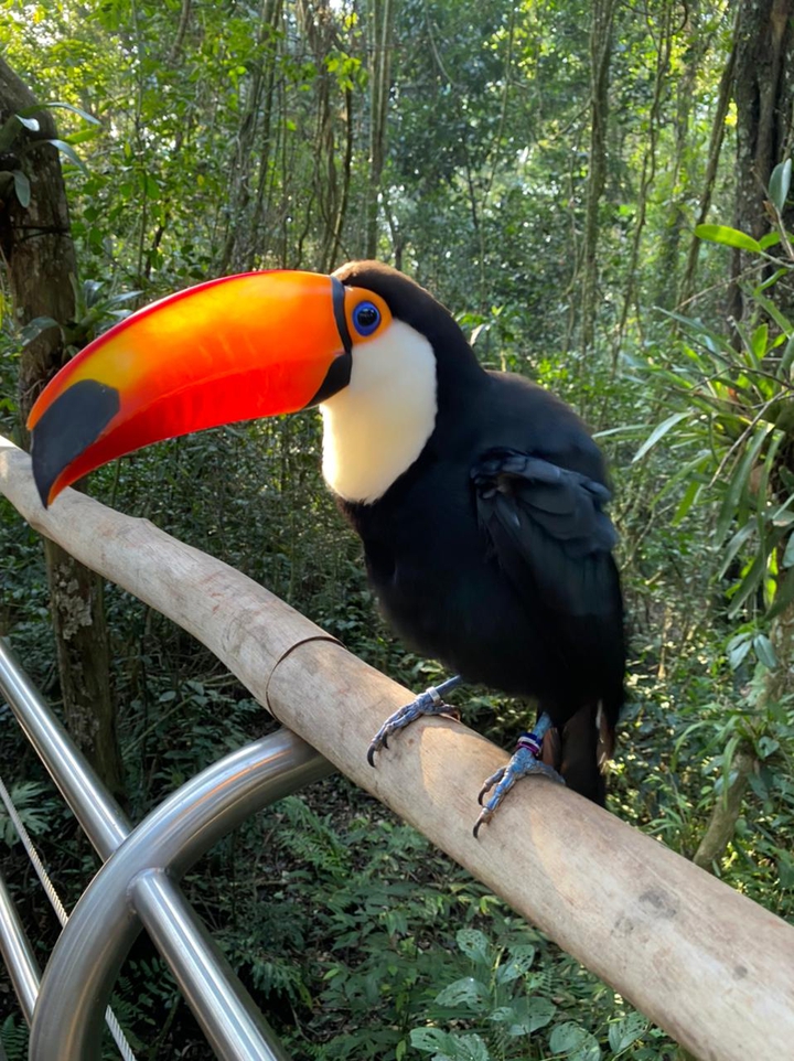 Tucano