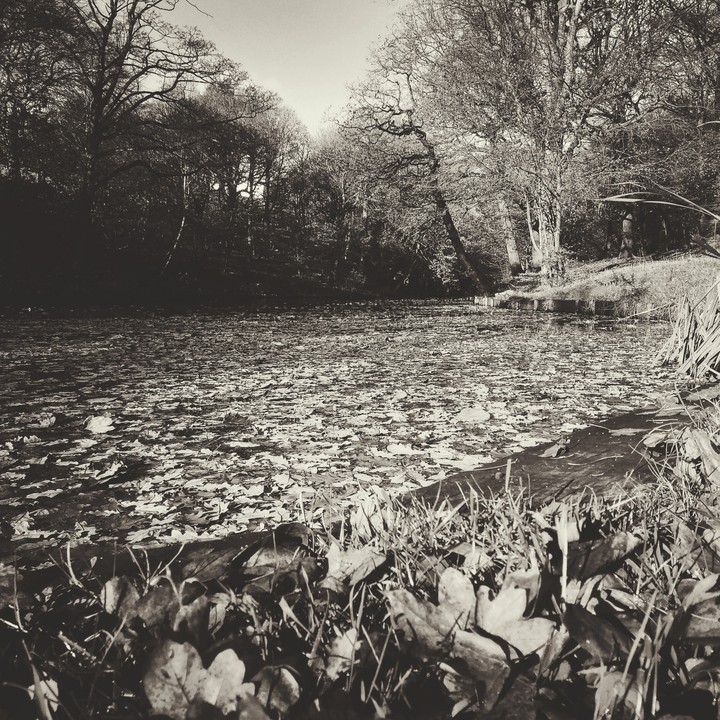 leaves floating on water