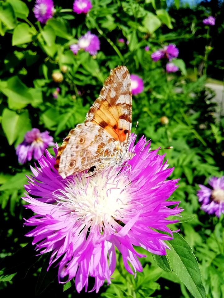 Butterfly