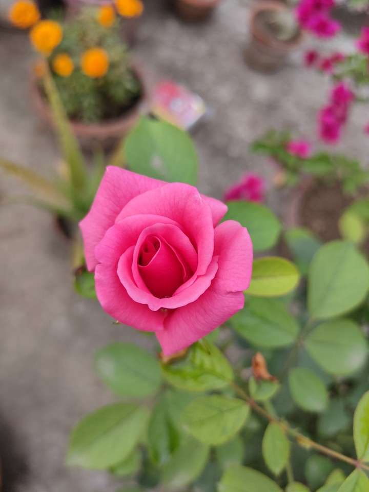 Beauty of Nature