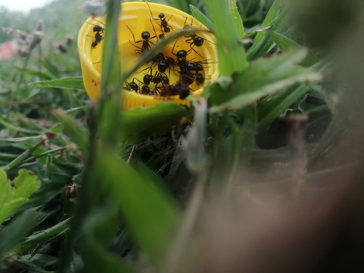 Ant