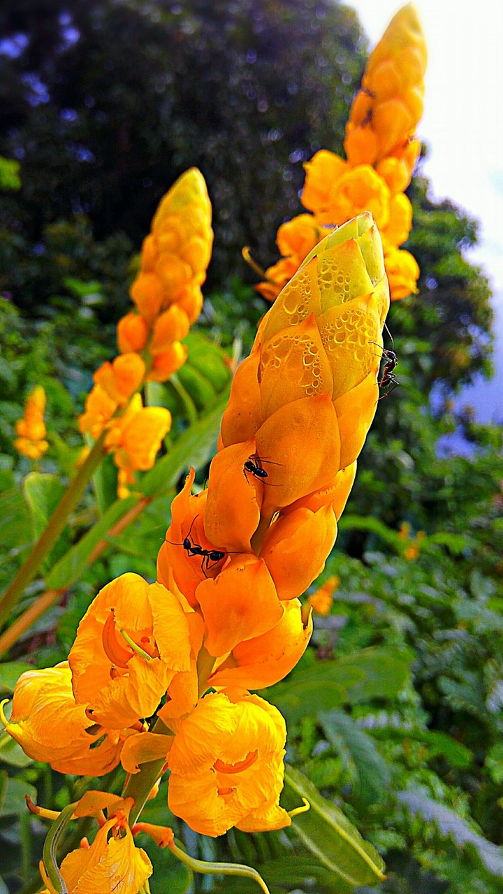 flower