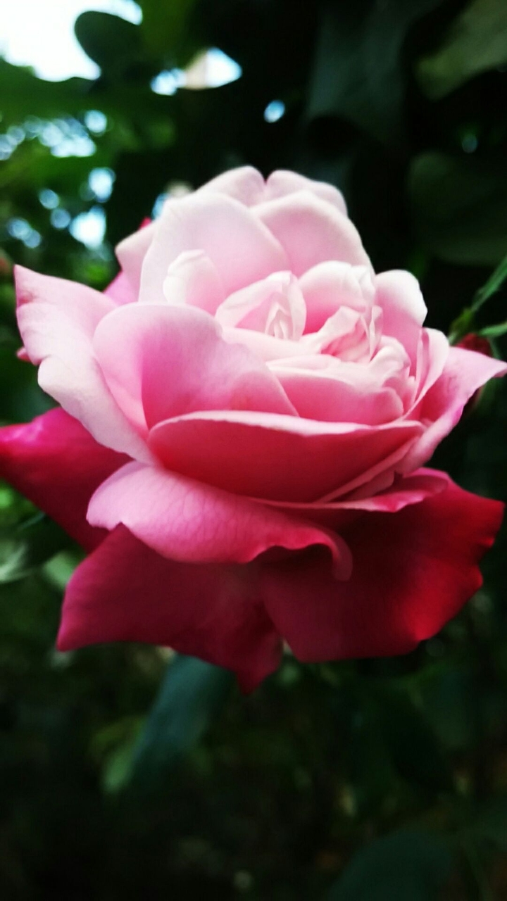 #rose