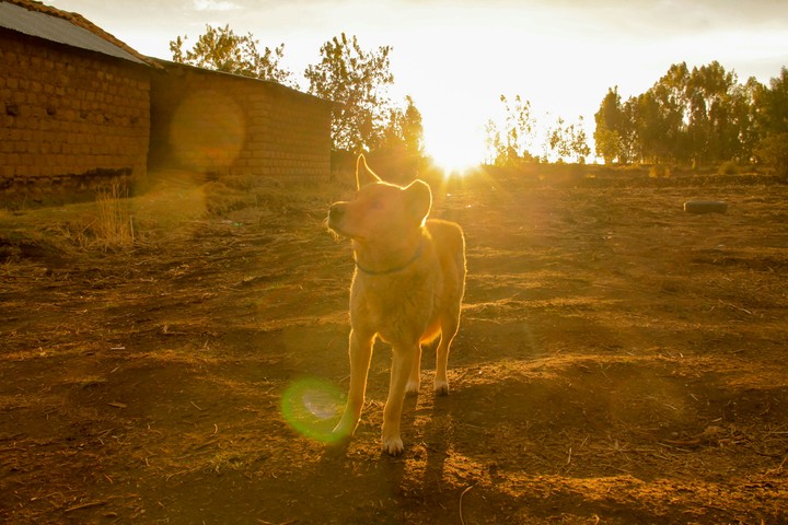 Dog , Perro, Ayjo
