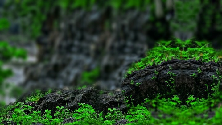 nature