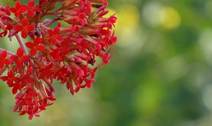 red flowers