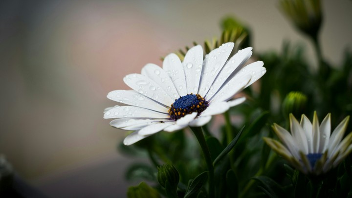 bloom blossm