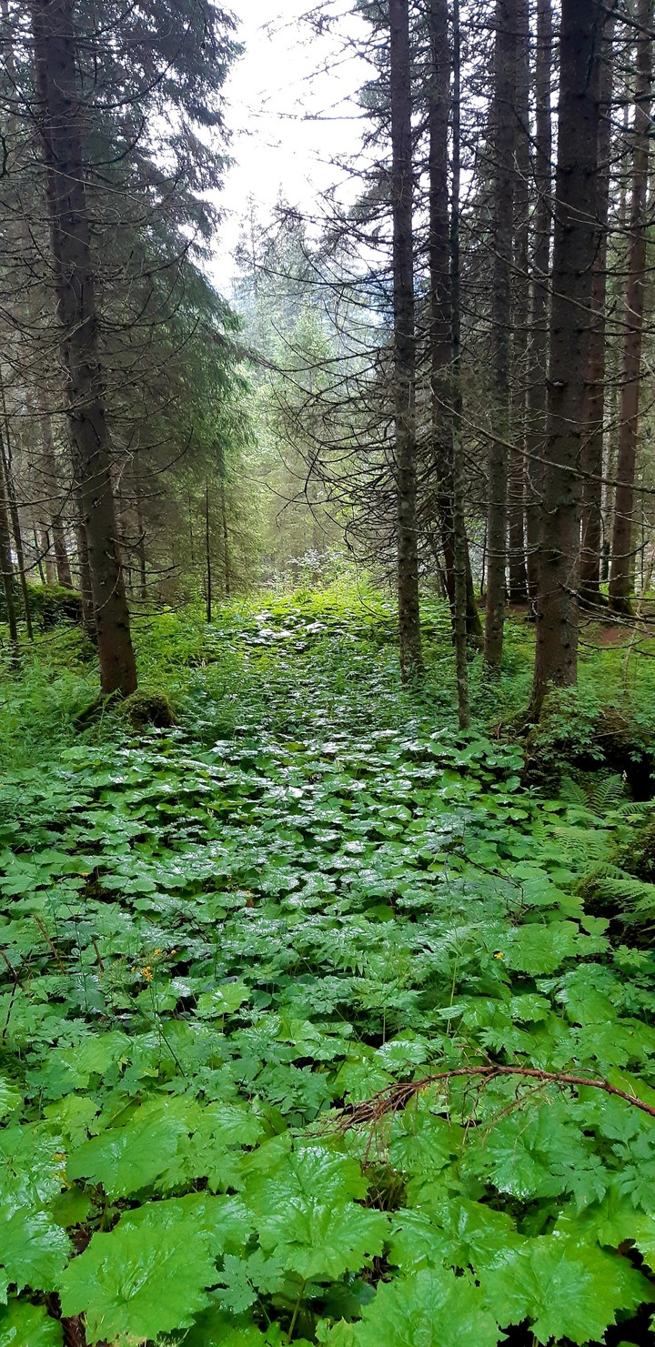 Forestgreem