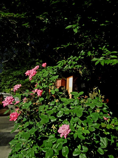 papéis de parede spring, Roses