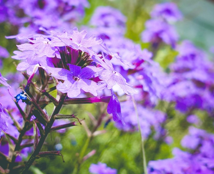 purple mood
