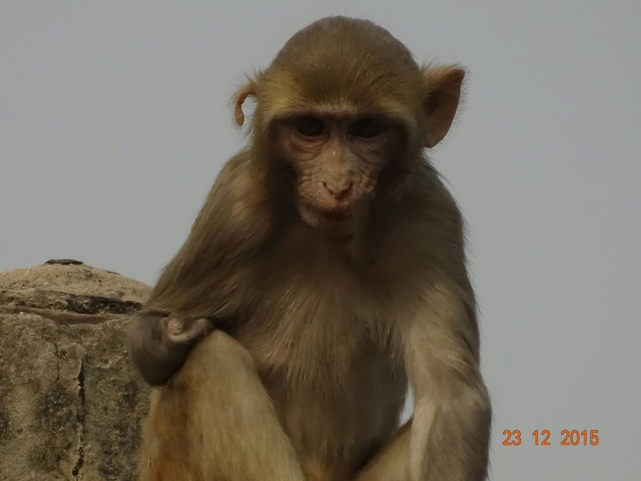 Monkey