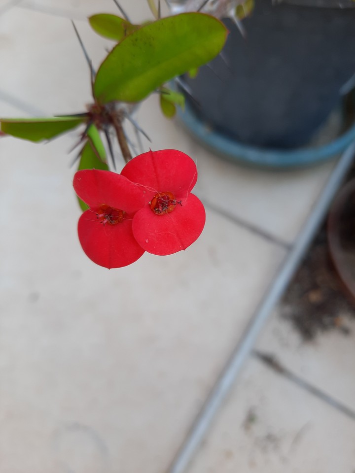 redQueen