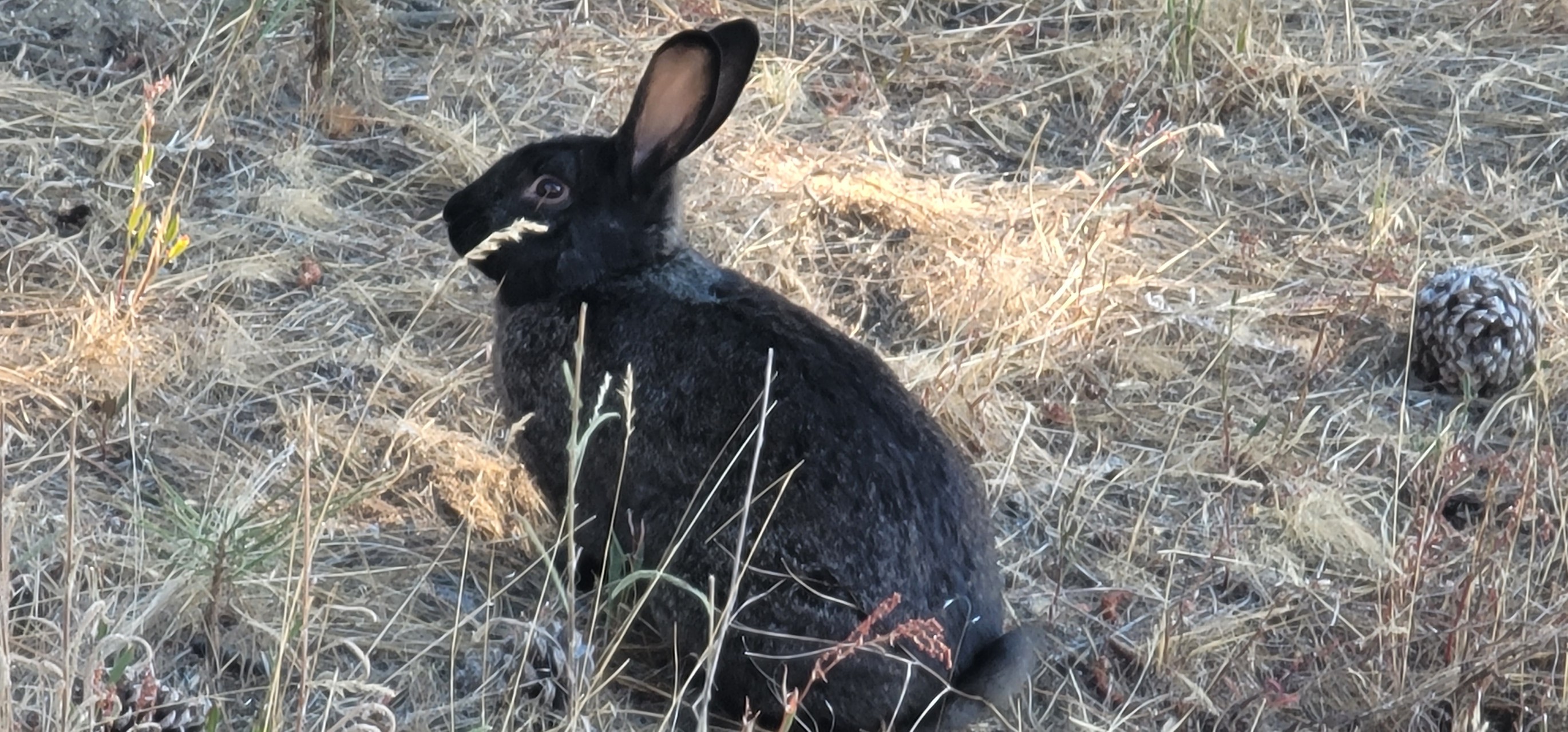 Black Rabbit