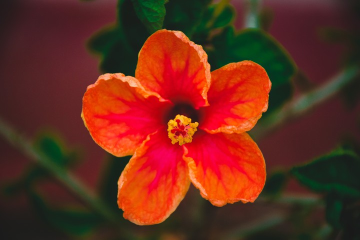 #hibiscus
