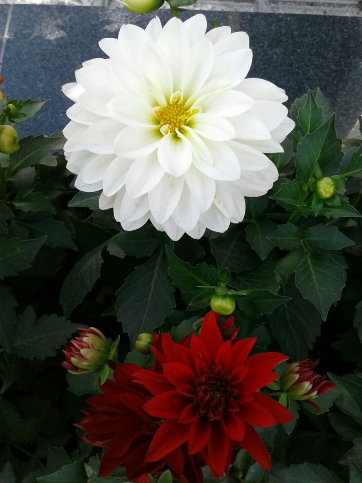 my flower