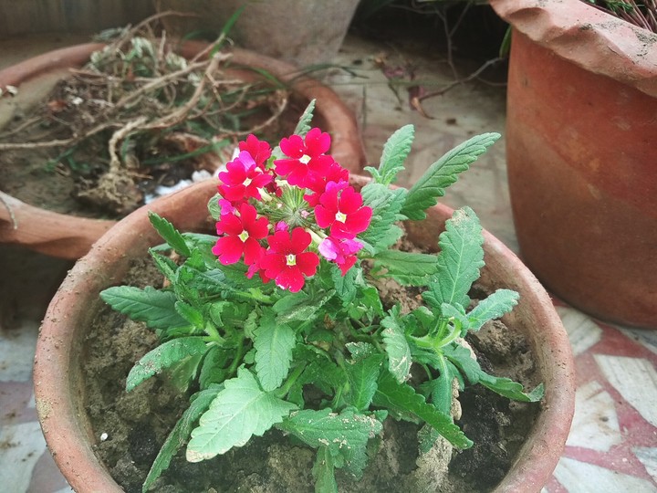 my garden