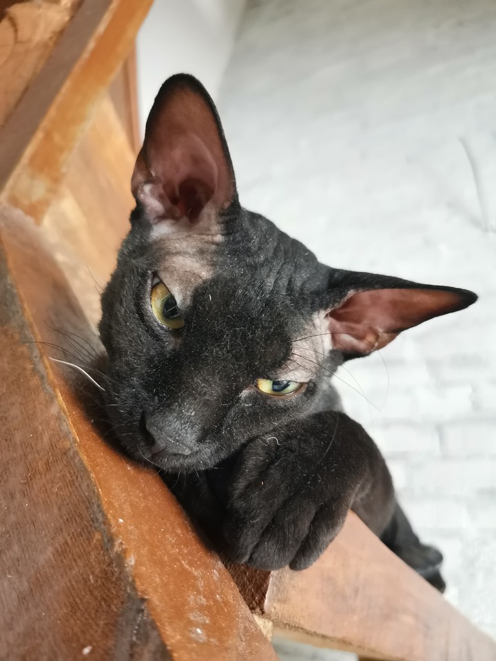 Котик