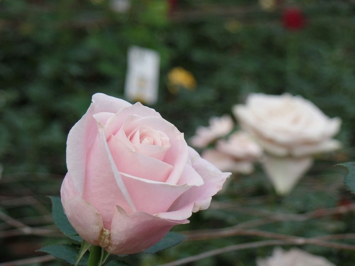 rose
