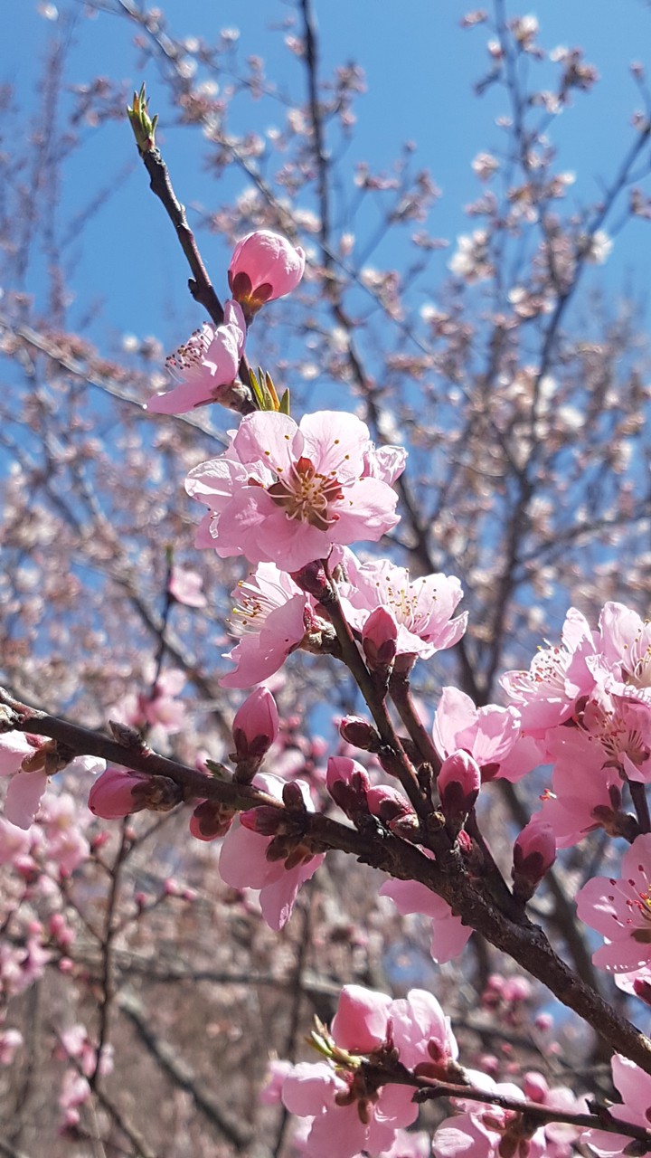 Spring