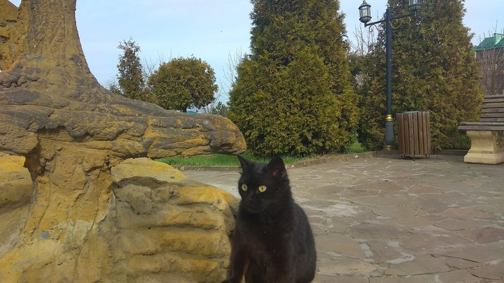 Кошка