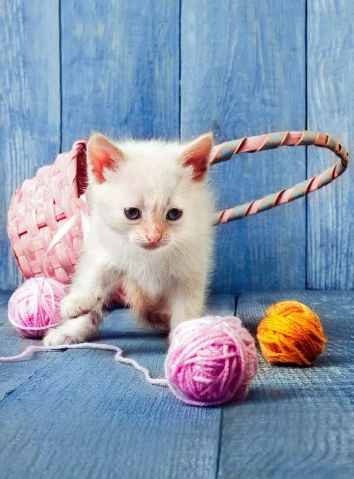 pussy cat