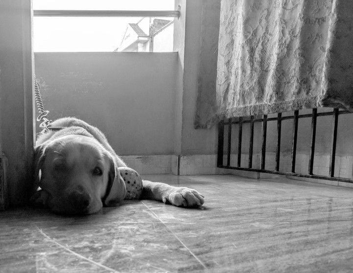 Lonely Dog