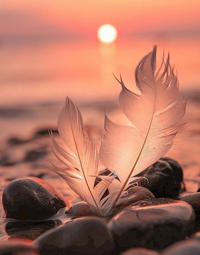 feathers