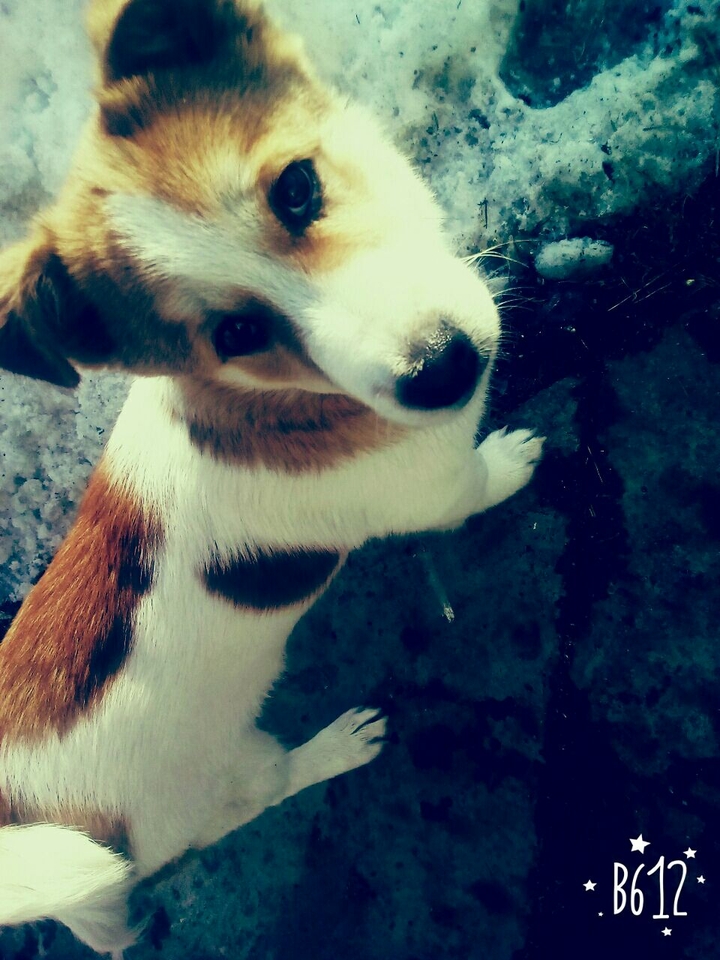 dog