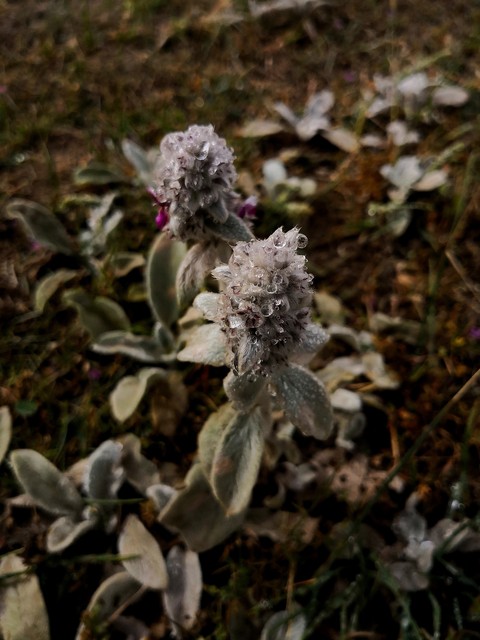 Native Flowers of Iran