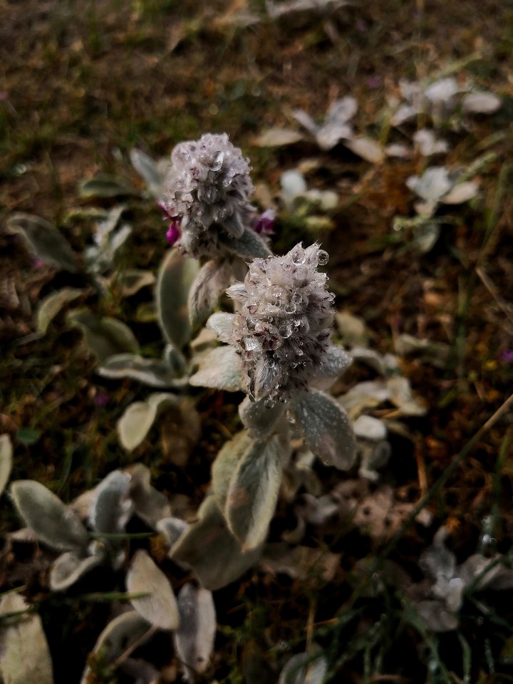 Native Flowers of Iran