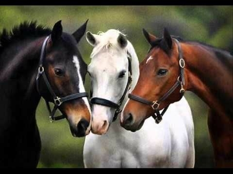 horse