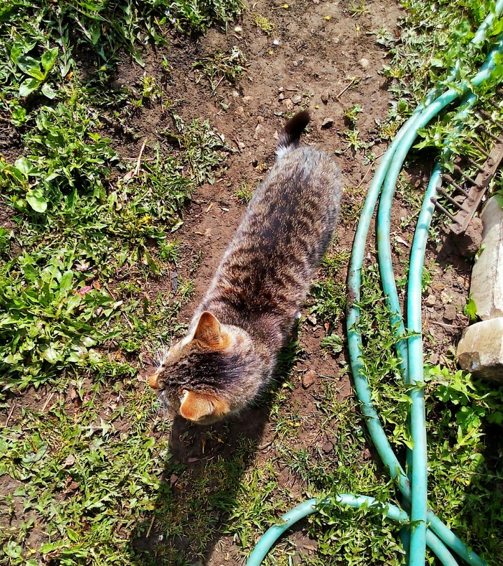 Cat