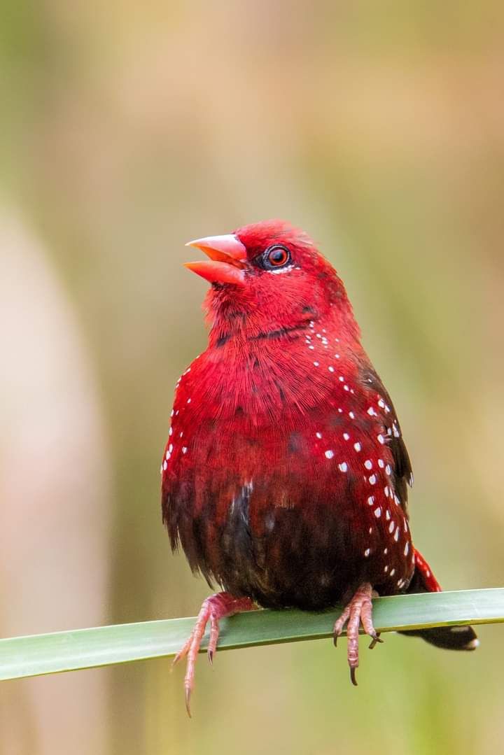 Strawberry Finch