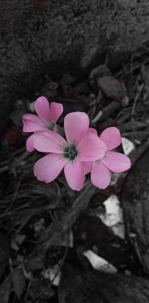 plant, magenta duvar kağıtları