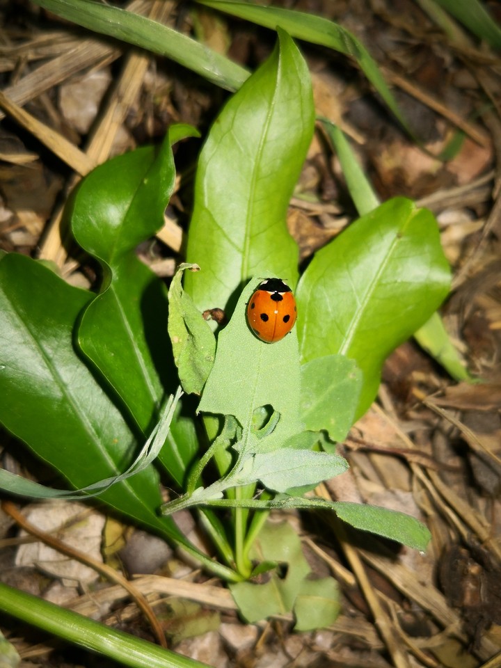 beauty insect