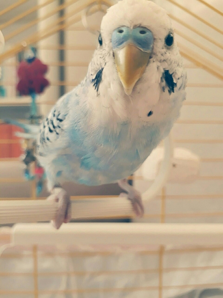 bird