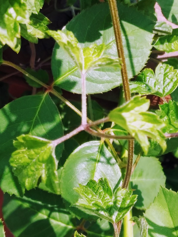 Green Plant