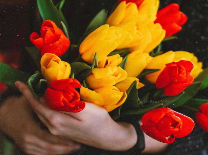 tulips