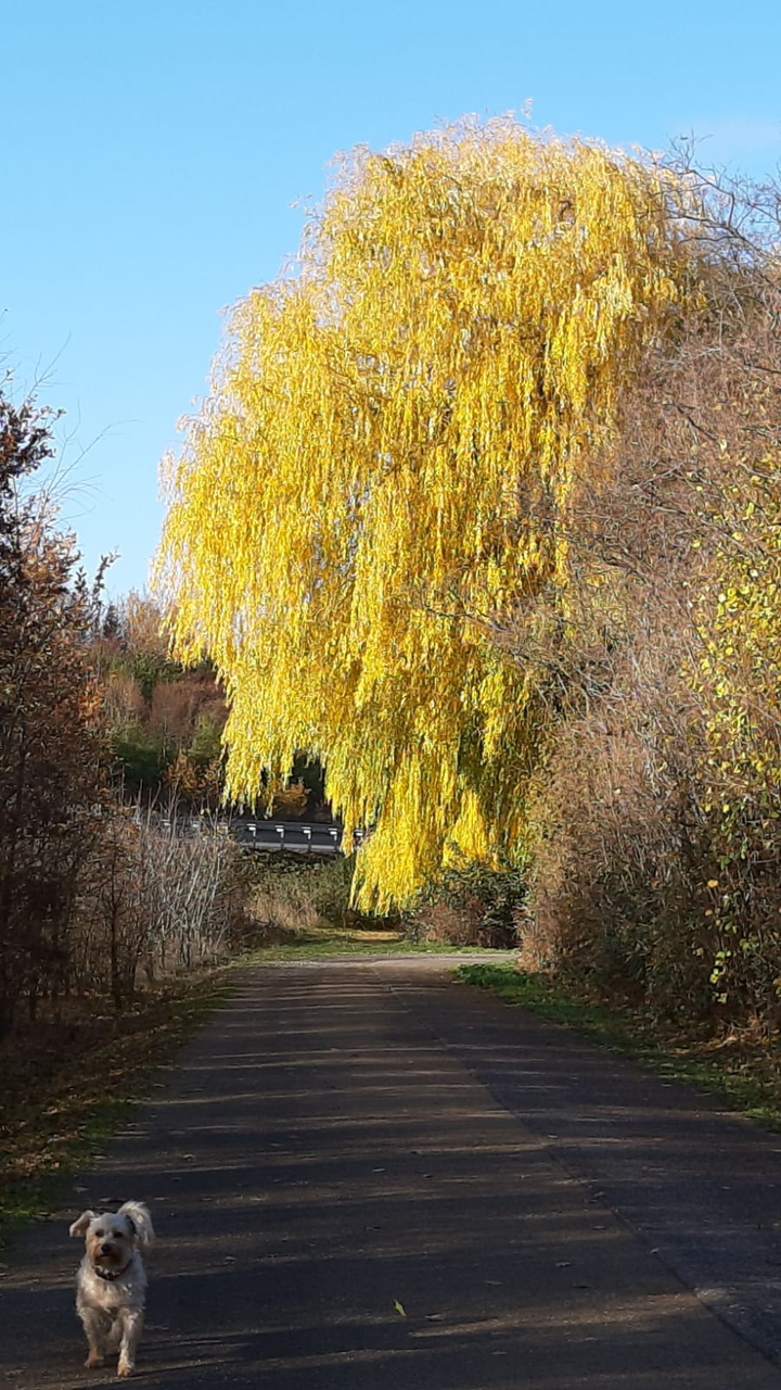 Herbst