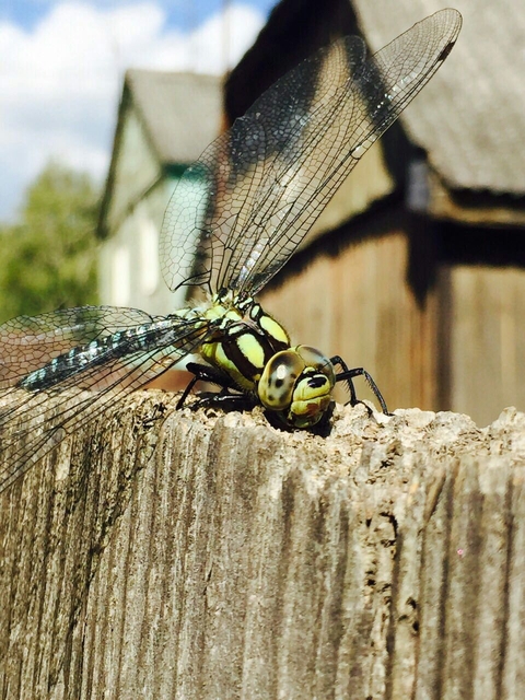Dragonfly