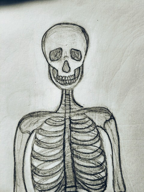 Skeleton