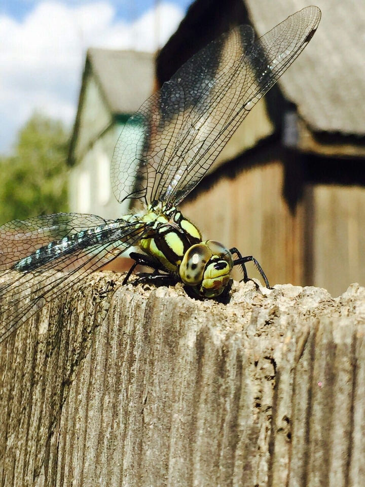 Dragonfly