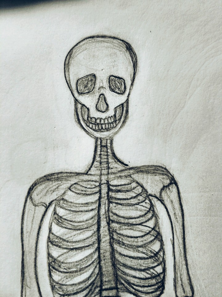 Skeleton