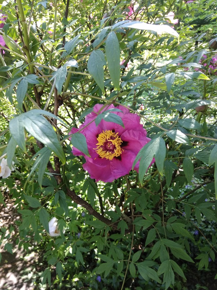beautiful flowers