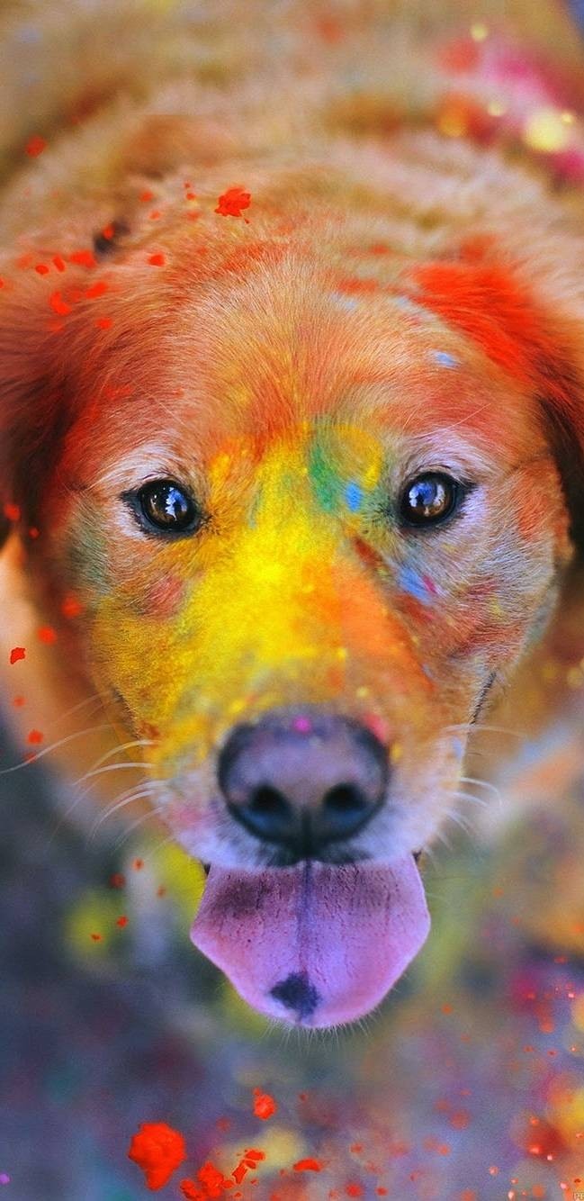 colourfu dog